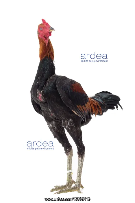 : Combattant du Palatinat Golden Salmon Chicken : Combattant du Palatinat Golden Salmon Chicken