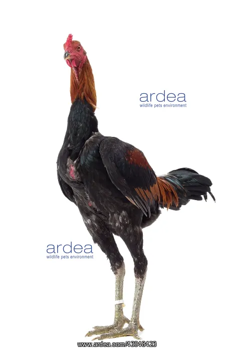 : Combattant du Palatinat Golden Salmon Chicken : Combattant du Palatinat Golden Salmon Chicken