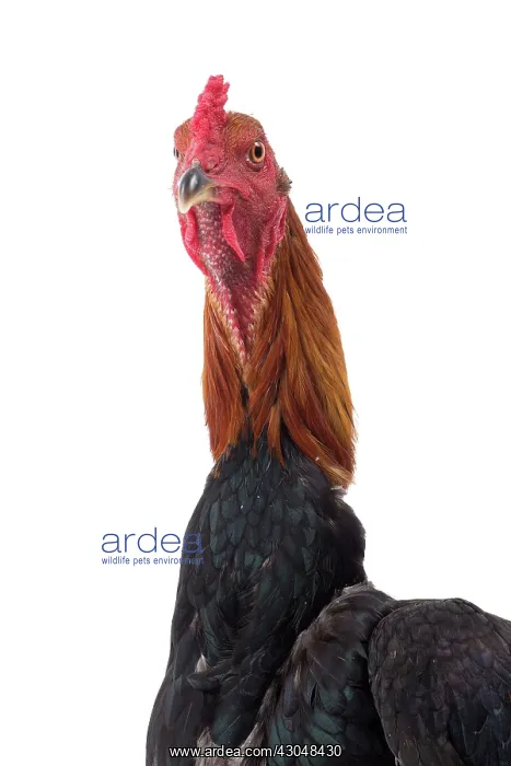 : Combattant du Palatinat Golden Salmon Chicken : Combattant du Palatinat Golden Salmon Chicken