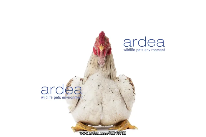 : Combattant indien / Cornish / Indian Chicken : Combattant indien / Cornish / Indian Chicken