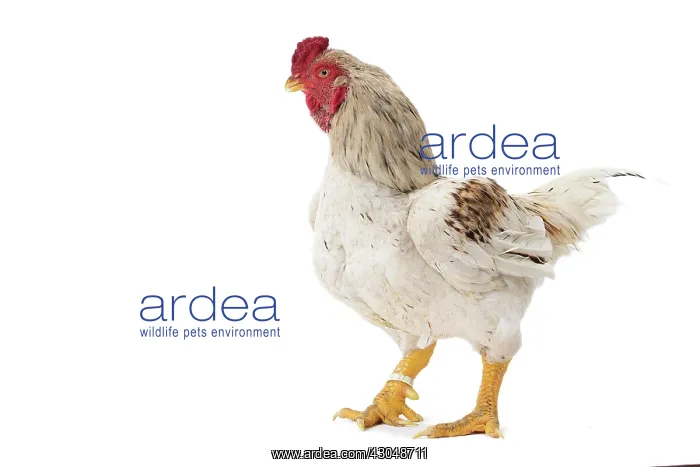 : Combattant indien / Cornish / Indian Chicken : Combattant indien / Cornish / Indian Chicken
