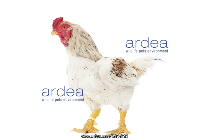 : Combattant indien / Cornish / Indian Chicken : Combattant indien / Cornish / Indian Chicken