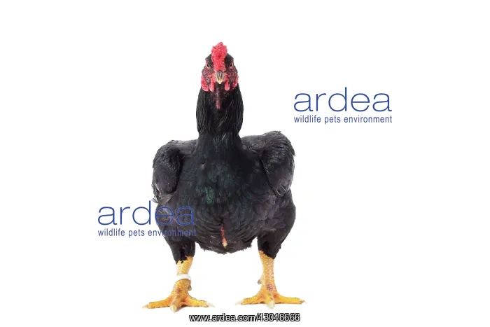  : Combattant indien  /  Cornish  /  Indian Chicken hen