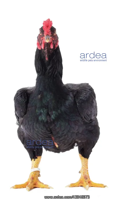  : Combattant indien  /  Cornish  /  Indian Chicken hen