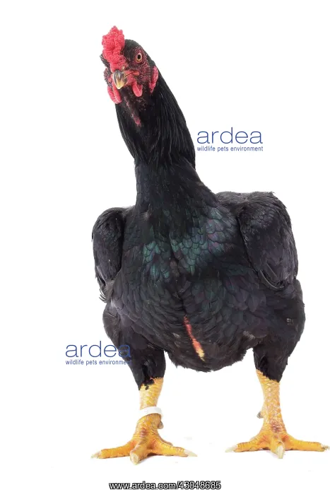  : Combattant indien  /  Cornish  /  Indian Chicken hen