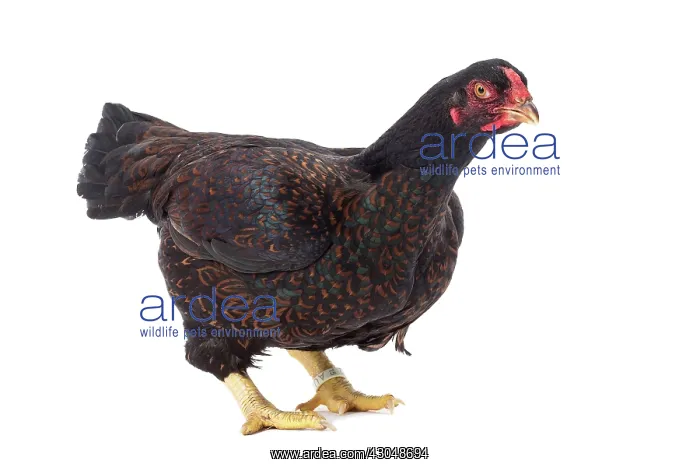 : Combattant indien / Cornish / Indian Chicken hen : Combattant indien / Cornish / Indian Chicken hen