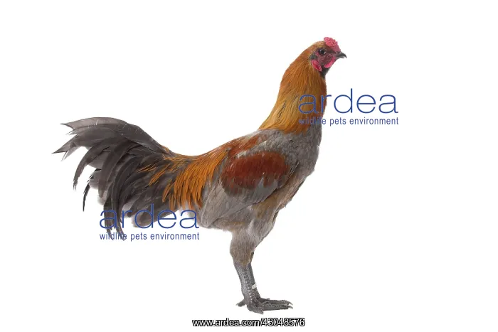 : Combattant de Liege Chicken Cockerel / Rooster : Combattant de Liege Chicken Cockerel / Rooster