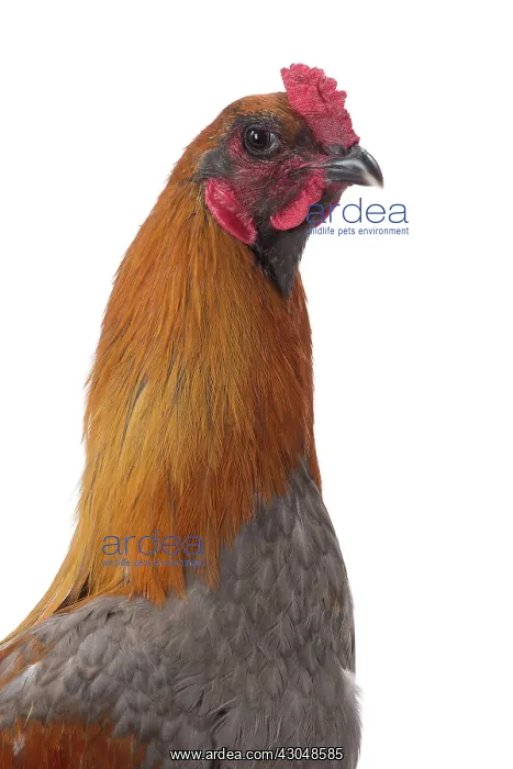  : Combattant de Liege Chicken Cockerel  /  Rooster