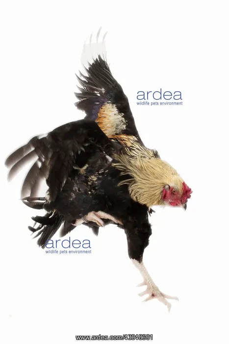: Combattant de Tirlemont Chicken : Combattant de Tirlemont Chicken