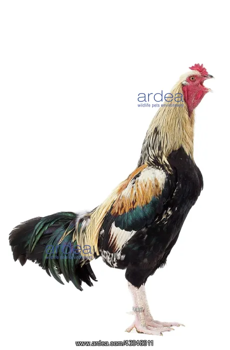 : Combattant de Tirlemont Chicken : Combattant de Tirlemont Chicken