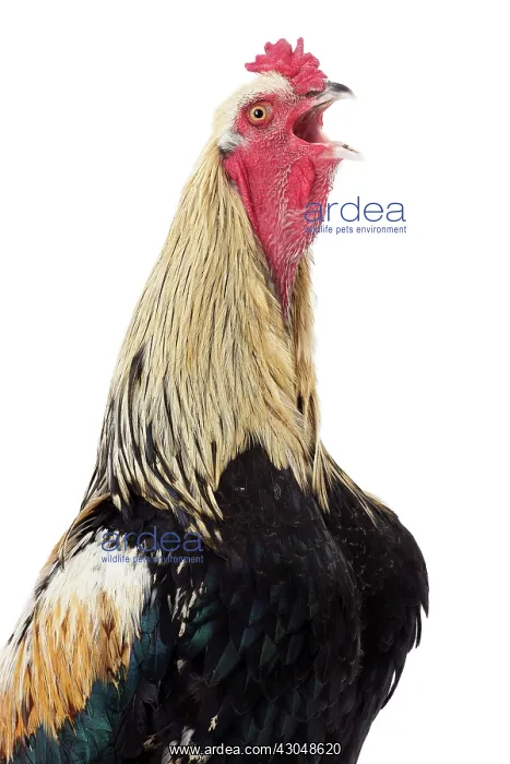: Combattant de Tirlemont Chicken : Combattant de Tirlemont Chicken