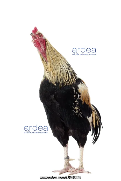  : Combattant de Tirlemont Chicken