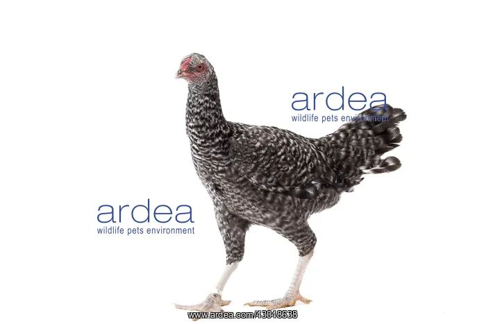 : Combattant de Tirlemont Chicken hen : Combattant de Tirlemont Chicken hen