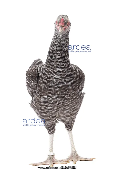  : Combattant de Tirlemont Chicken hen