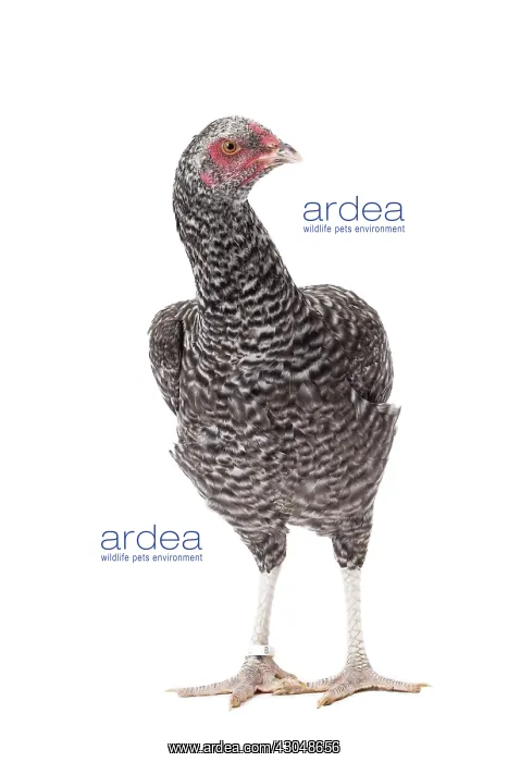 : Combattant de Tirlemont Chicken hen : Combattant de Tirlemont Chicken hen