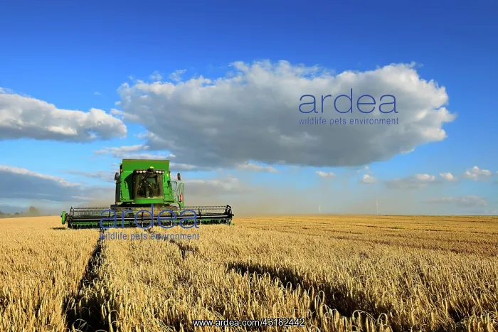 : Combine harvester in a cornfield harvesting barley : Combine harvester in a cornfield harvesting barley