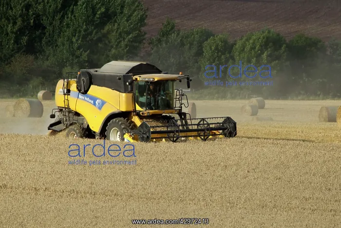 : Combine Harvester cutting wheat - September : Combine Harvester cutting wheat - September