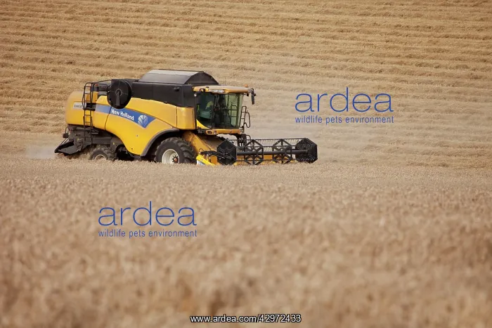 : Combine Harvester cutting wheat - September : Combine Harvester cutting wheat - September