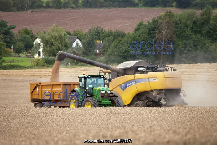 : Combine Harvester - emptying grain into trailer : Combine Harvester - emptying grain into trailer
