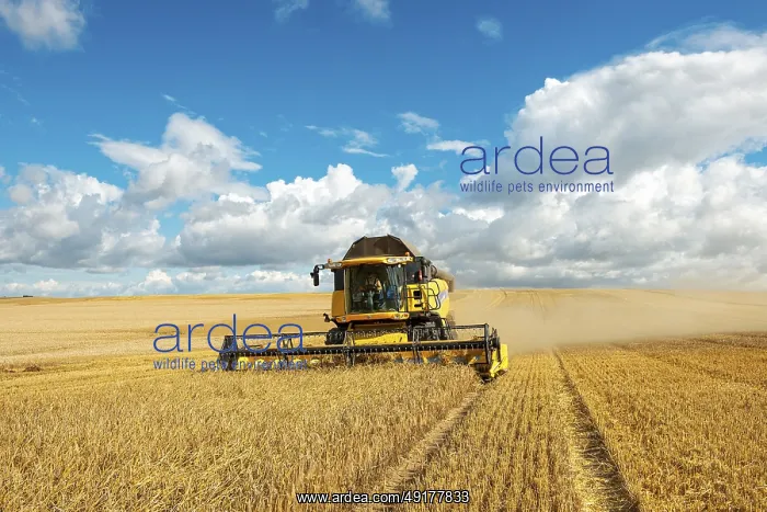 : Combine harvester harvesting barley : Combine harvester harvesting barley