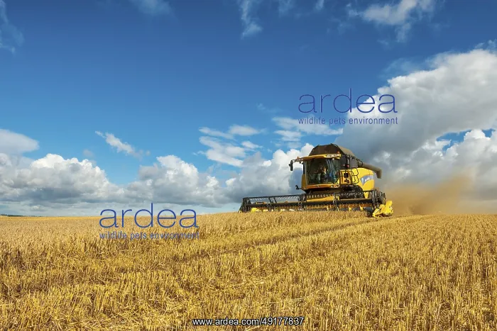 : Combine harvester harvesting barley : Combine harvester harvesting barley