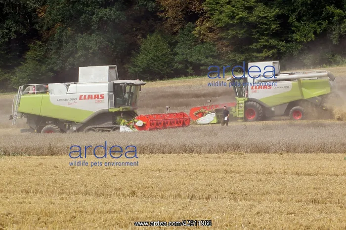 : Combine Harvester - two harvesting corn : Combine Harvester - two harvesting corn