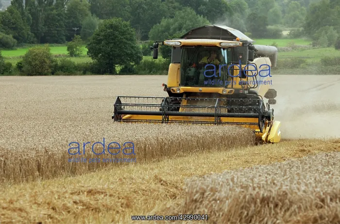 : Combine Harvester - harvesting in wheat field : Combine Harvester - harvesting in wheat field