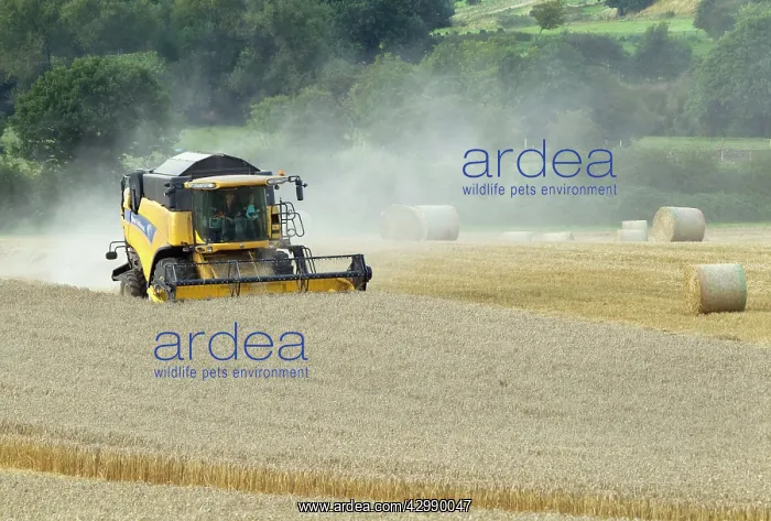 : Combine Harvester - harvesting in wheat field : Combine Harvester - harvesting in wheat field
