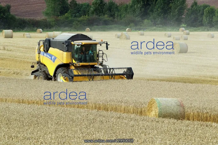 : Combine Harvester - harvesting in wheat field : Combine Harvester - harvesting in wheat field