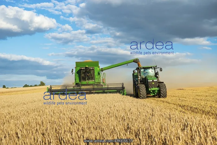 : Combine harvester harvesting wheat and unloading grain onto : Combine harvester harvesting wheat and unloading grain onto
