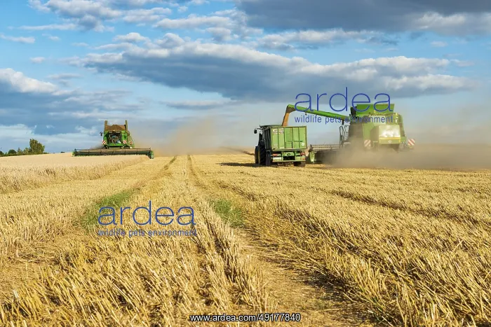 : Combine harvester harvesting wheat and unloading grain onto tractor with trailer : Combine harvester harvesting wheat and unloading grain onto tractor with trailer
