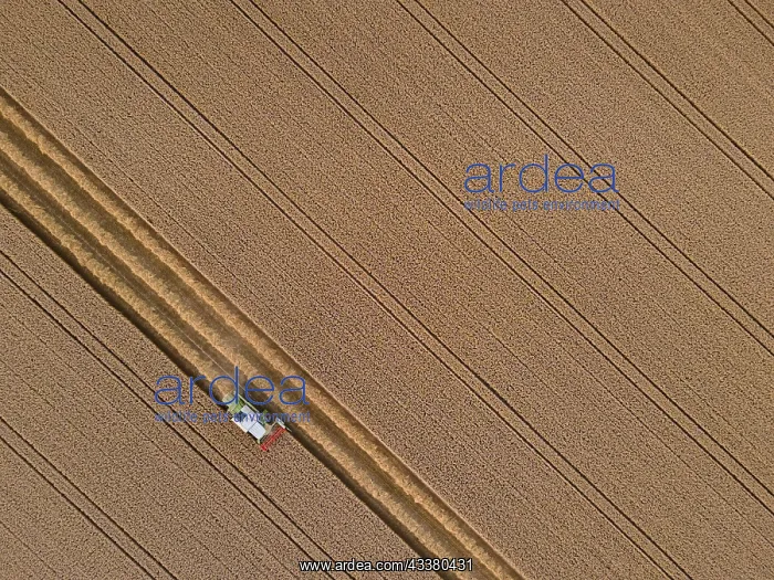 : A combine harvester harvests a grain field near : A combine harvester harvests a grain field near