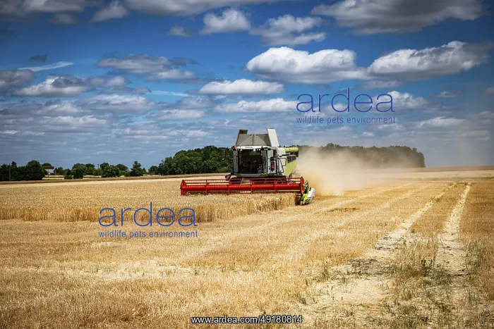 : Combine harvester operating in a wheat field during harvest season on a sunny day with scattered clouds : Combine harvester operating in a wheat field during harvest season on a sunny day with scattered clouds
