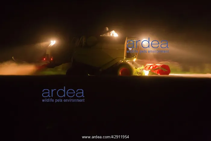 : Combine Harvester - reaping corn at night : Combine Harvester - reaping corn at night