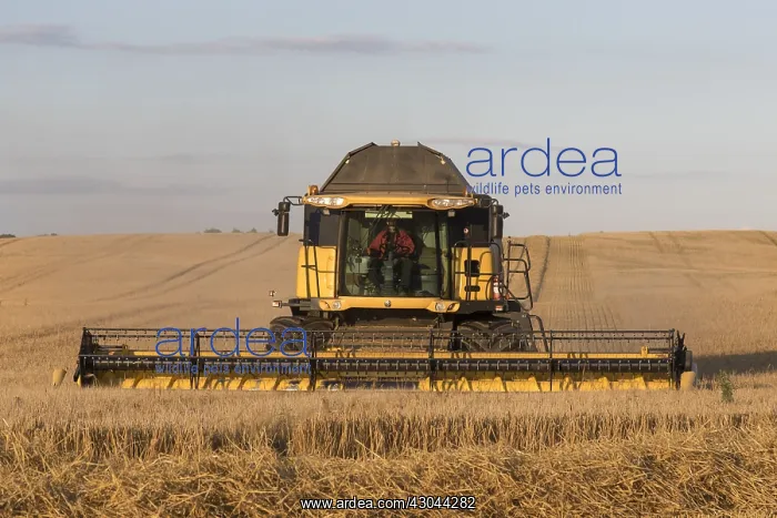 : Combine harvester at work - Sweden : Combine harvester at work - Sweden