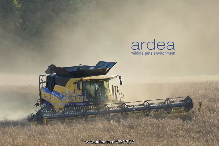 : Combine harvester at work - Sweden : Combine harvester at work - Sweden
