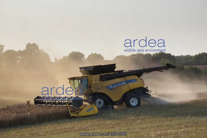: Combine harvester at work - Sweden : Combine harvester at work - Sweden