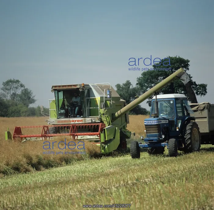 : Combine harvesting oilseed rape : Combine harvesting oilseed rape