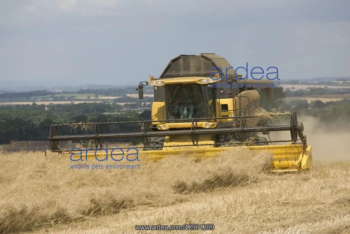 : Combine harvesting in the village of Stanton : Combine harvesting in the village of Stanton