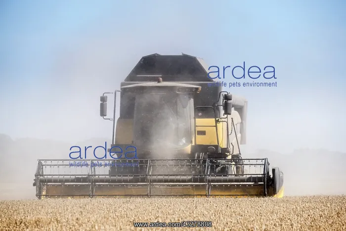 : Combine harvesting wheat crop - Norfolk UK : Combine harvesting wheat crop - Norfolk UK