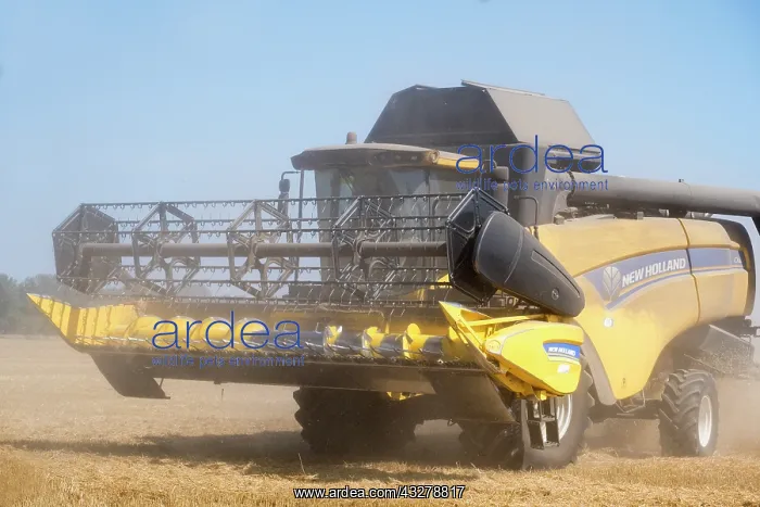 : Combine harvesting wheat crop - Norfolk UK : Combine harvesting wheat crop - Norfolk UK