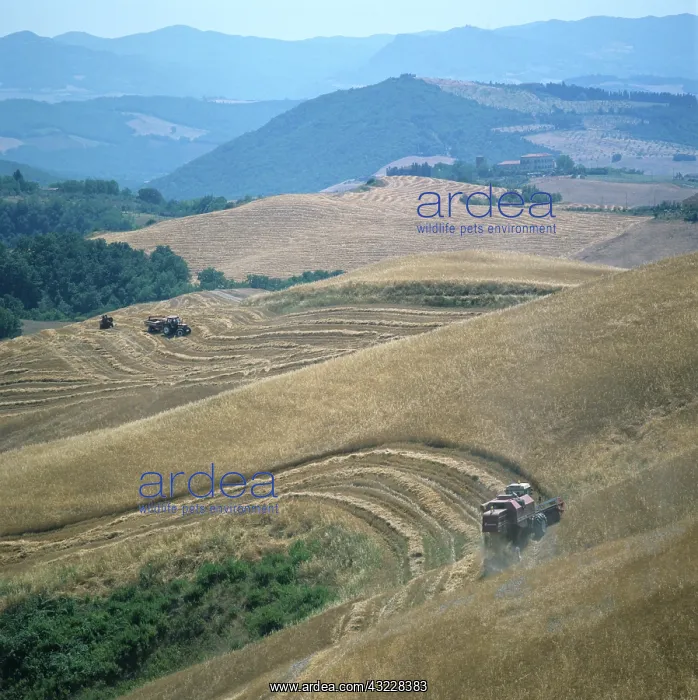 : Combine harvesting wheat in Tuscany : Combine harvesting wheat in Tuscany