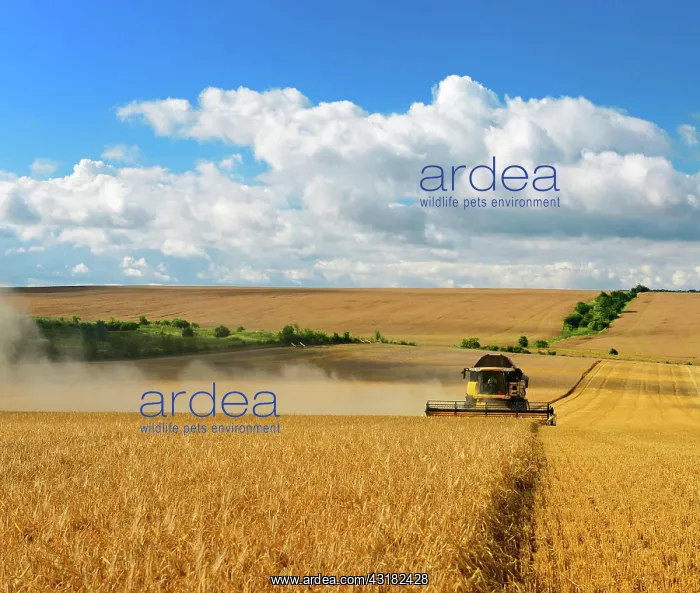 : Combine harvests barley, cornfield under blue sky : Combine harvests barley, cornfield under blue sky