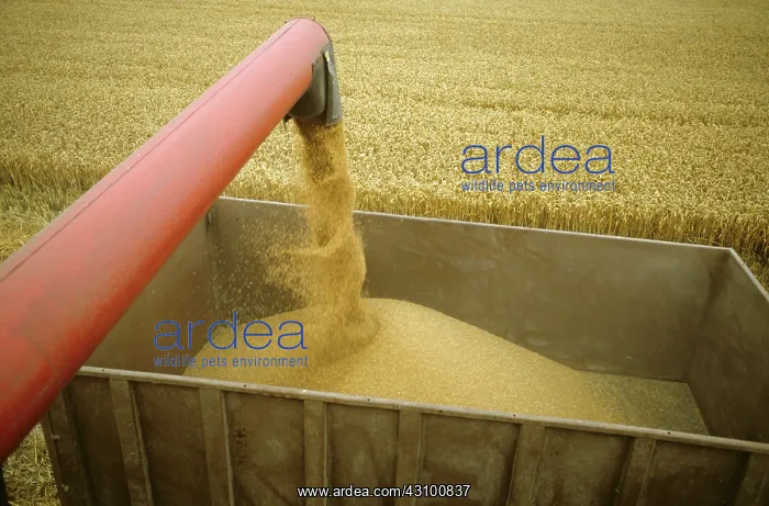 : Combine tube discharging grain : Combine tube discharging grain