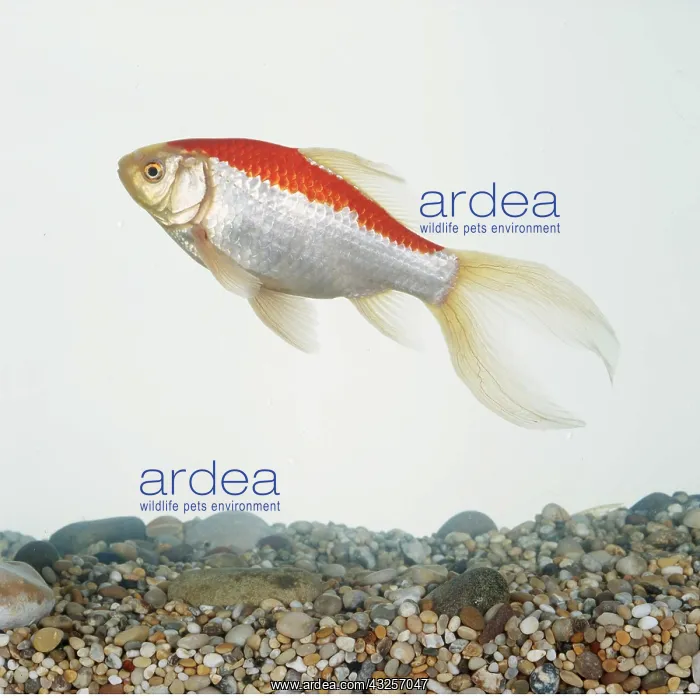 : COMET GOLDFISH : COMET GOLDFISH