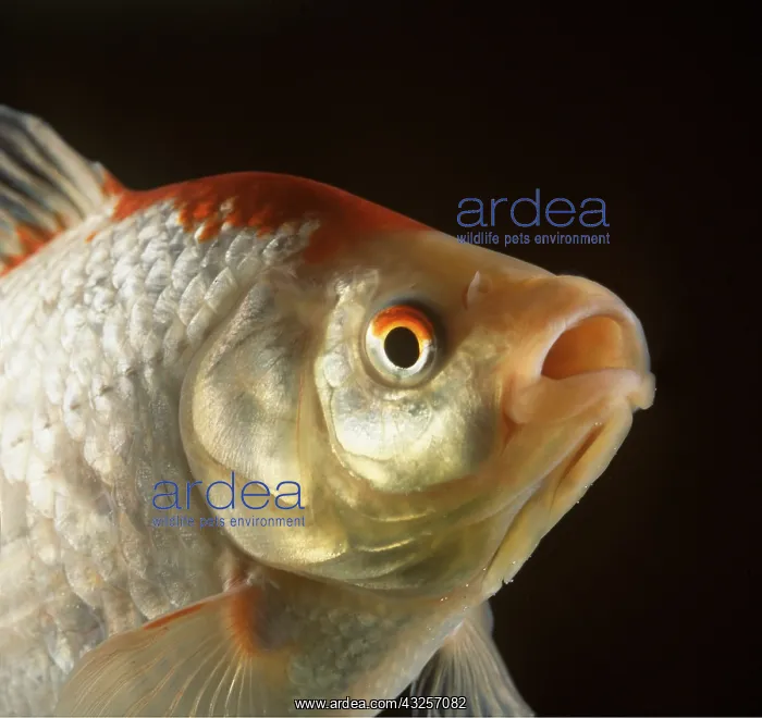 : COMET GOLDFISH - Close up of head : COMET GOLDFISH - Close up of head