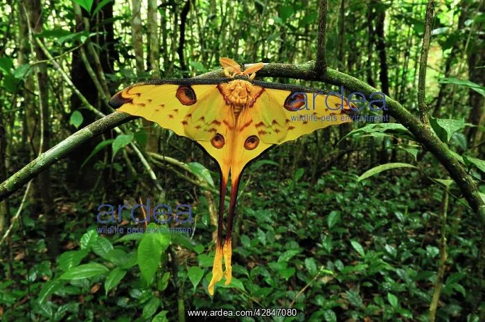 : Comet Moth : Comet Moth