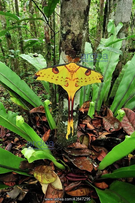 : Comet Moth : Comet Moth