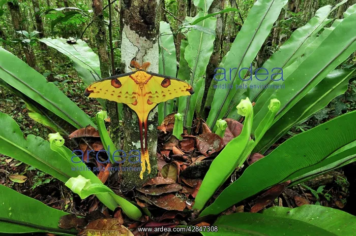 : Comet Moth : Comet Moth