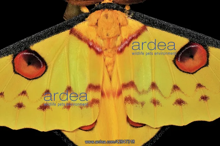 : Comet Moth : Comet Moth